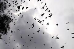 25 εκ. μεταναστευτικά πουλιά θανατώνονται ετησίως στη Μεσόγειο