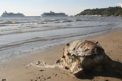 Ηλεία: Η βόλτα στην παραλία οδήγησε σε ένα θλιβερό εύρημα...