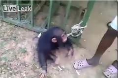 Πολύ γέλιο: Ο χιμπατζής που λατρεύει τη… μπύρα [video]