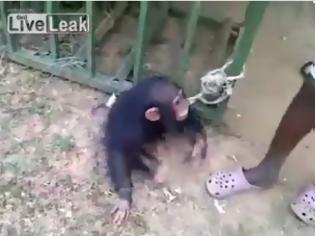 Φωτογραφία για Πολύ γέλιο: Ο χιμπατζής που λατρεύει τη… μπύρα [video]
