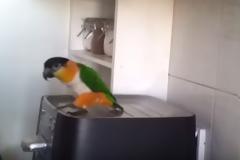 Ήθελε να μάθει στον παπαγάλο του να μιλάει - Το αποτέλεσμα τον άφησε άφωνο... [video]