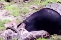 ΑΠΙΣΤΕΥΤΟ: Δείτε πως αυτή η κατσίκα κατέφερε να ξεφύγει από τους σφικτήρες… βόα [video]