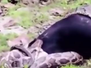 Φωτογραφία για ΑΠΙΣΤΕΥΤΟ: Δείτε πως αυτή η κατσίκα κατέφερε να ξεφύγει από τους σφικτήρες… βόα [video]
