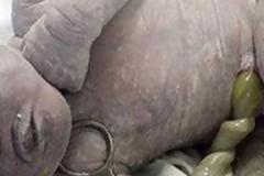 ΤΡΟΜΕΡΟ – Γεννήθηκε μωρό Κύκλωπας [photo]