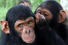 Και όμως... Οι χιμπατζήδες έχουν μυστικά - Τι μπορεί όμως να λένε μεταξύ τους;