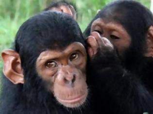 Φωτογραφία για Και όμως... Οι χιμπατζήδες έχουν μυστικά - Τι μπορεί όμως να λένε μεταξύ τους;