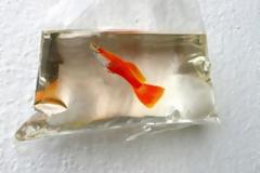 Είστε σίγουροι πως αυτό που βλέπετε είναι ένα ψάρι; Για κοιτάξτε πιο προσεκτικά...[photos]