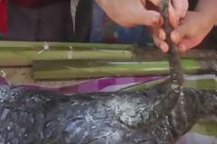 ΑΥΤΟ είναι το πιο παράξενο πλάσμα που έχει γεννηθεί: Μισό μοσχάρι, μισό… κροκόδειλος [video]