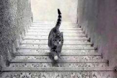 Η γάτα που διχάζει το διαδίκτυο - Ανεβαίνει ή κατεβαίνει τα σκαλιά; Εσείς τι βλέπετε; [photo+video]