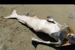 ΣΟΚ: Βρέθηκε απίστευτο 