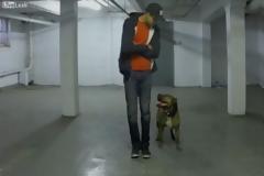 AYTO είναι το πιο υπάκουο πίτμπουλ! [video]