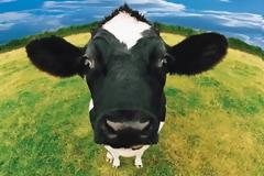 Ένοπλες Δυνάμεις για άρμεγμα μέχρι τελικής πτώσεως! Και τη σίτιση καθηγητών αναλαμβάνουν