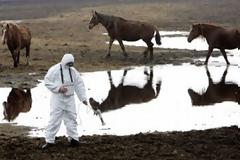 Τα άγρια ζώα έχουν επιστρέψει για τα καλά στο Τσέρνομπιλ