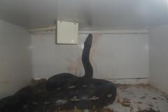 ΣΟΚ: Πύθωνας 6 μέτρων & 56 κιλών επιτέθηκε & καταβρόχθισε τον ιδιοκτήτη pet shop - η μάχη για την διάσωση