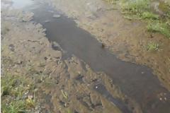 Νεκρές κότες και σκυλιά στο Σαραβάλι από υγρό απόβλητο που σκοτώνει