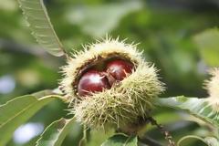 Αγρίνιο: Γιορτή Κάστανου το Σάββατο