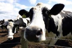 Νέα κρούσματα οζώδους δερματίτιδας στην ευρύτερη περιοχή του Νέστου