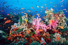 Επιδημία στα κοράλλια: Χάνουν τα χρώματά τους και πεθαίνουν