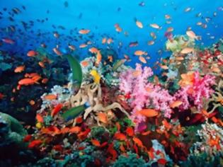 Φωτογραφία για Επιδημία στα κοράλλια: Χάνουν τα χρώματά τους και πεθαίνουν