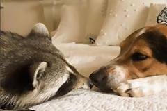 Το ορφανό ρακούν που νομίζει ότι είναι σκύλος