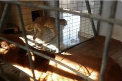 Προσοχή, σκληρές εικόνες! Εικόνες φρίκης στο δημοτικό κυνοκομείο του Βόλου...