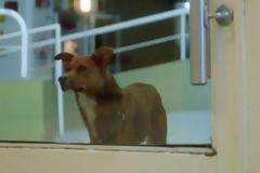 ΣΥΓΚΟΝΙΣΤΙΚΟ: Σκύλος μύρισε την καρδιά του αφεντικού του σε ξένο σώμα - Δείτε την αντίδρασή του [video]