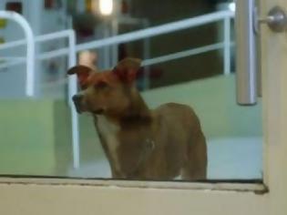 Φωτογραφία για ΣΥΓΚΟΝΙΣΤΙΚΟ: Σκύλος μύρισε την καρδιά του αφεντικού του σε ξένο σώμα - Δείτε την αντίδρασή του [video]