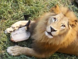 Φωτογραφία για Μετά την καμηλοπάρδαλη Marius σκότωσαν και θα τεμαχίσουν λιοντάρι