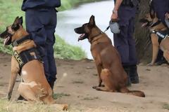 Οι τετράποδοι φύλακες του νόμου: Γνωρίστε τους σκύλους της Αστυνομίας