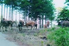 Κοπάδια από αγελάδες καταστρέφουν καλλιέργειες στο Ν. Πρέβεζας