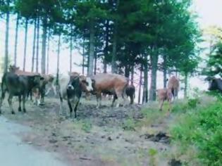 Φωτογραφία για Κοπάδια από αγελάδες καταστρέφουν καλλιέργειες στο Ν. Πρέβεζας