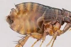 ΚΕΕΔ: Ειδικές Δυνάμεις Ψήλων και Κοριών, αλλά και χώσιμο των στρατιωτών