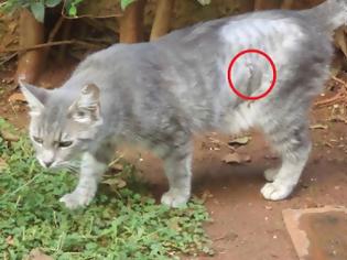 Φωτογραφία για Γλυφάδα: Έσωσε την γάτα που είχε πυροβοληθεί 4 φορές με αεροβόλο