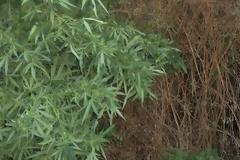 Χειροπέδες στους ιδιοκτήτες των χασισοφυτειών στον Μυλοπόταμο