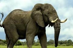 Γιατί οι ελέφαντες δεν παθαίνουν καρκίνο;