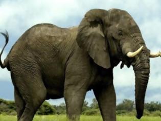 Φωτογραφία για Γιατί οι ελέφαντες δεν παθαίνουν καρκίνο;