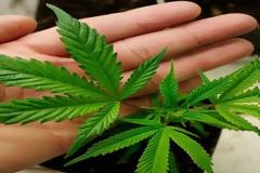 Πήγαν για τζόγο βρήκαν ναρκωτικά - Μαγκιές 22χρονου σε αστυνομικούς