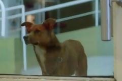 Συγκλονιστικό: Σκύλος μύρισε την καρδιά του αφεντικού του σε ξένο σώμα - Δείτε την αντίδρασή του