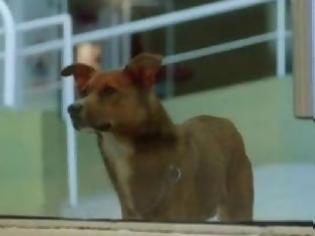 Φωτογραφία για Συγκλονιστικό: Σκύλος μύρισε την καρδιά του αφεντικού του σε ξένο σώμα - Δείτε την αντίδρασή του