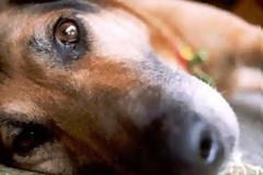 Διαμαρτυρία έξω από το Δημαρχείο του Βόλου για τα κακοποιημένα ζώα του κυνοκομείου