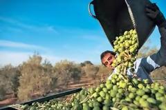 Oι ελαιοπαραγωγοί 