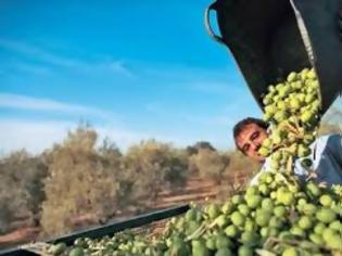 Φωτογραφία για Oι ελαιοπαραγωγοί γεμίζουν αισιοδοξία