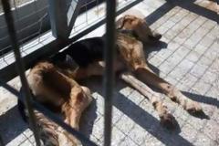 Σκελετωμένα από την ασιτία είναι τα σκυλιά που 