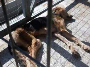 Φωτογραφία για Σκελετωμένα από την ασιτία είναι τα σκυλιά που μάντρωσε στο Δημοτικό Κυνοκομείο ο Αχιλλέας Μπέος