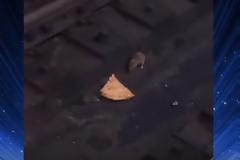 ΑΠΙΣΤΕΥΤΟ: Αυτοί οι δύο αρουραίοι μαλώνουν για ένα κομμάτι πίτσα -  Δείτε και γελάστε... [video]