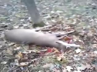 Φωτογραφία για Απίστευτο: Ελάφι... κάνει το νεκρό για να γλιτώσει από κυνηγό [video]