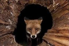 Αλήθεια ... ποια η διαφορά του πονηρού με τον κουτοπόνηρο;