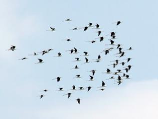 Φωτογραφία για Χιλιάδες φωλιές πουλιών στο Δέλτα Αξιού