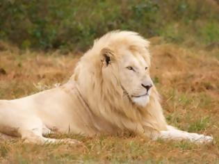 Φωτογραφία για Γλίτωσε την δίωξη ο οδοντίατρος που σκότωσε το διασημότερο λιοντάρι της Ζιμπάμπουε