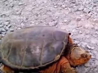 Φωτογραφία για Μετά από αυτό θα αλλάξετε εντελώς  γνώμη για τις χελώνες... [video]
